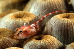 Tiny Goby from Turks & Caicos by Karl Dietz 